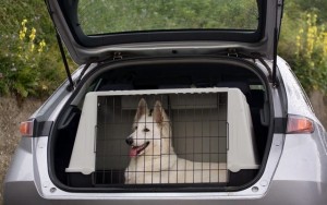Are-Dog-Travel-Crates-As-Safe-As-You-Think-They-Are1-640x400