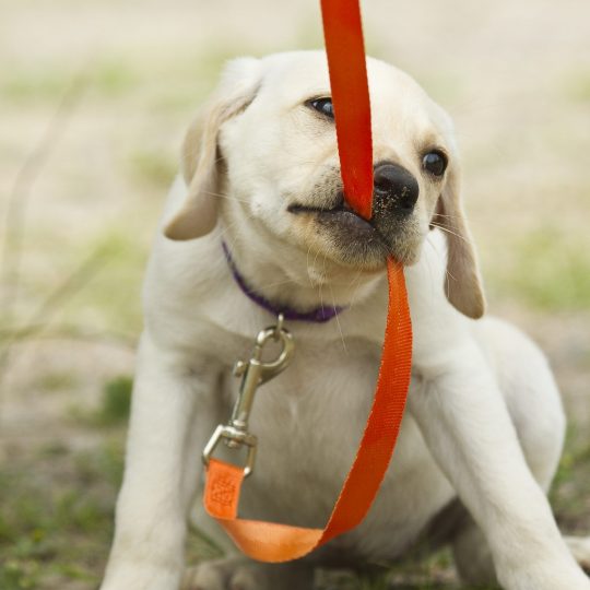Collars, Leashes & Harnesses