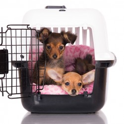 How to Crate Train your pet