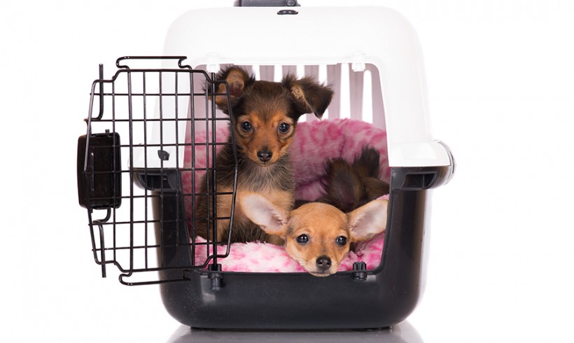 How to Crate Train your pet