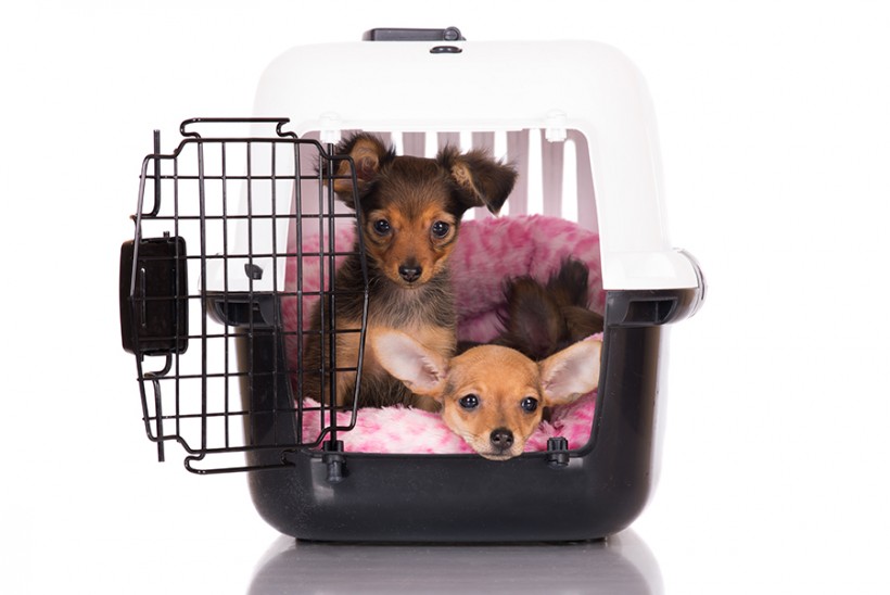 How to Crate Train your pet
