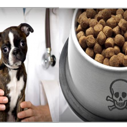 Importance of looking into the ingredients of your pet’s food