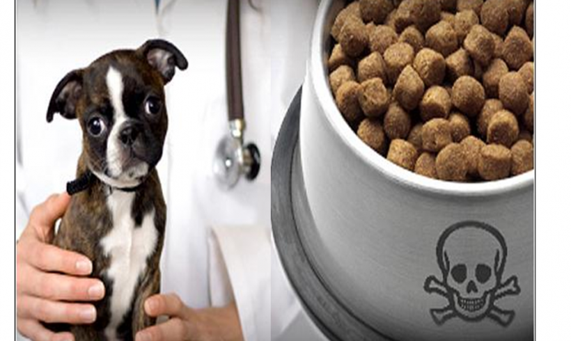 Importance of looking into the ingredients of your pet’s food