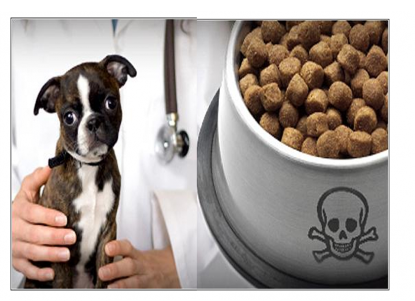 Importance of looking into the ingredients of your pet’s food