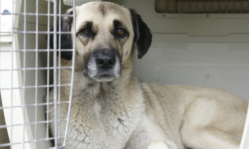 Why is Crate Training so important for my pet?