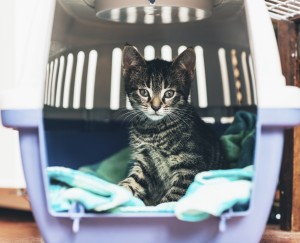 Cute little tabby kitten sitting in a travel crate on a blue blanket staring intently at the camera with big blue eyes