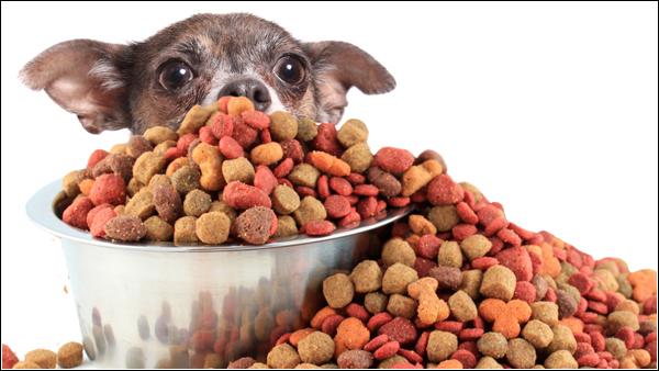 Could the pet food be the cause of your pet’s problems?