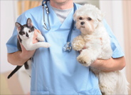 Pet Health Products