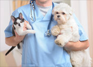 Pet Health Products