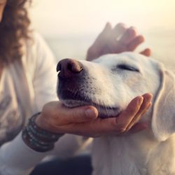 Reiki Healing for your Pets