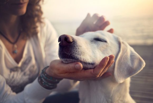 Reiki Healing for your Pets