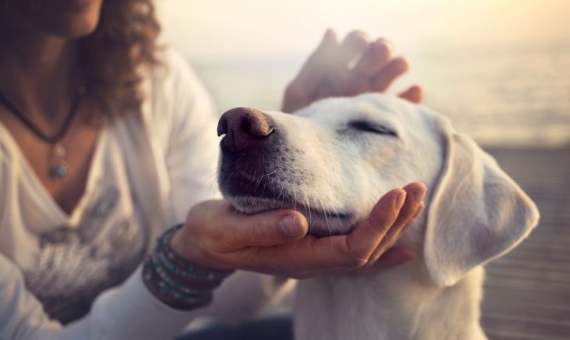 Reiki Healing for your Pets